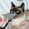 Бронхиальная астма кошек
