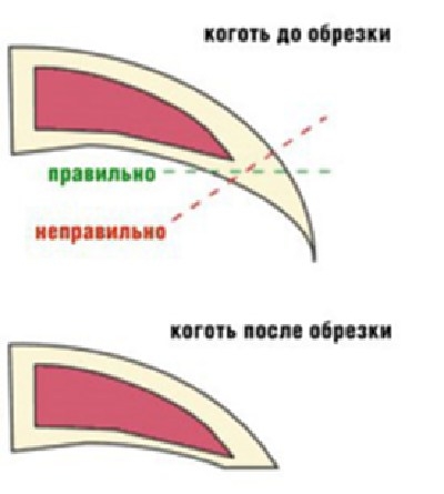 Ветеринарный форум - когти:как определить где стричь и чем о.
