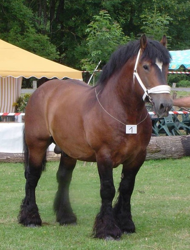 Ardennes Horse