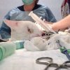 Эпидуральная анестезия у животных