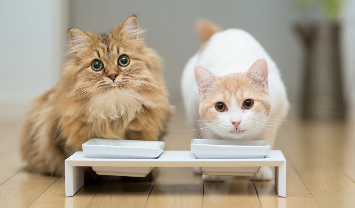 Все о кормлении домашних кошек