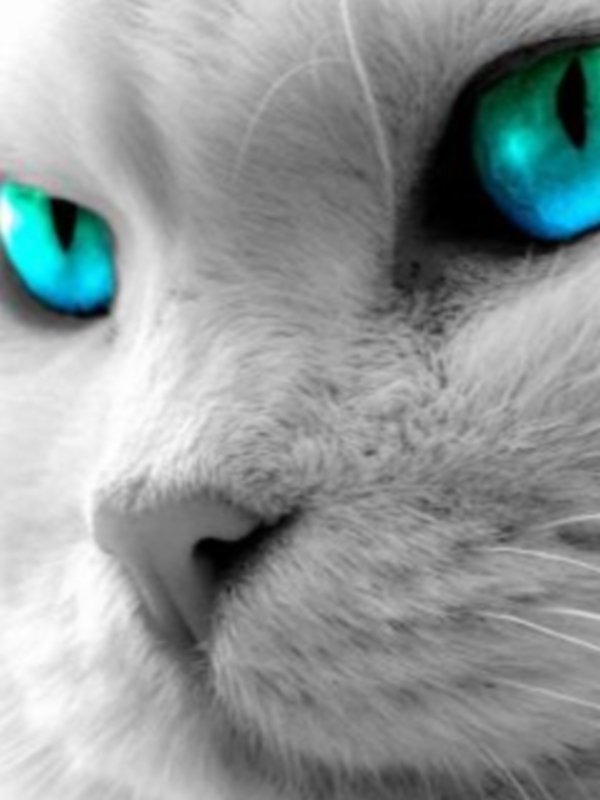 Blue Eyes скачать бесплатно, Картинки 240x320 Животные на телефон.