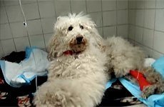 Собаку укусила змея: первая помощь, последствия, признаки укуса | 
Ветеринарная служба Владимирской области