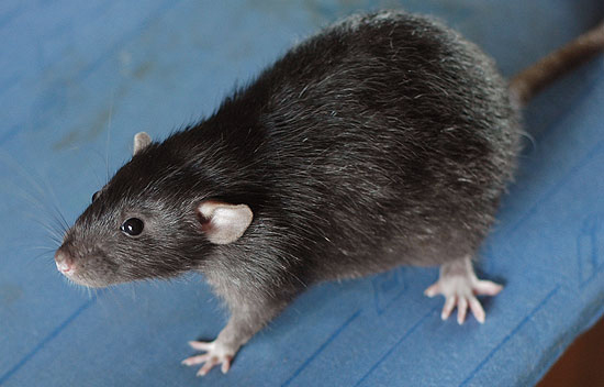 Спонтанные неоплазии у декоративных крыс