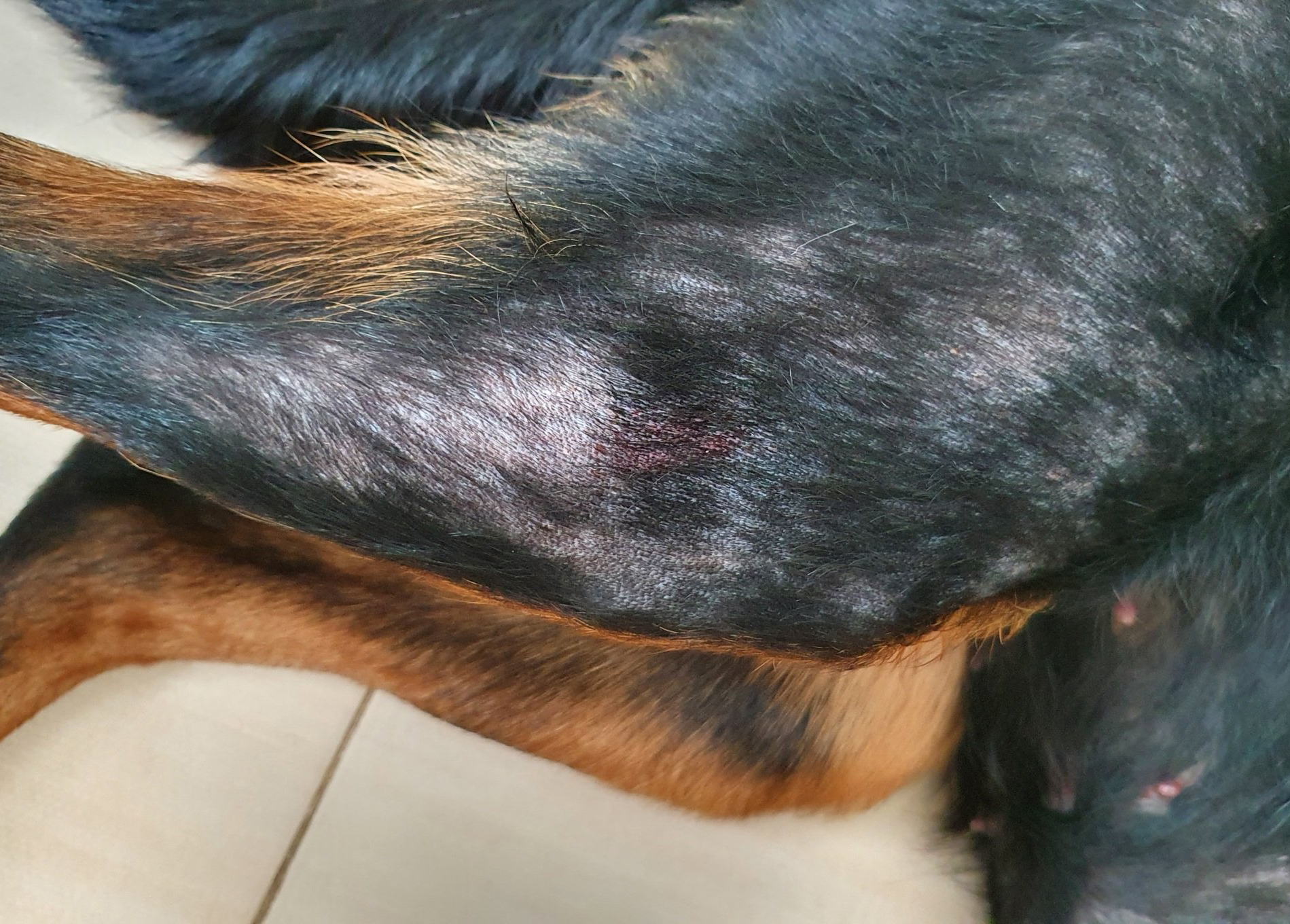 Все, что вам нужно знать о дрожжевом (малассезионном) дерматите у собак