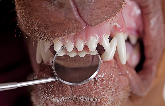 У щенка режутся зубы: что делать?