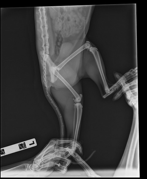 Рентген бедренной кости. Рентген перелома шейки бедра у кота. Остеосинтез бедренной кости собаки рентген.