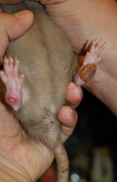 Почему чихает крыса: причины, симптомы и лечение, что делать