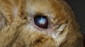 Ушиб у кролика глаза