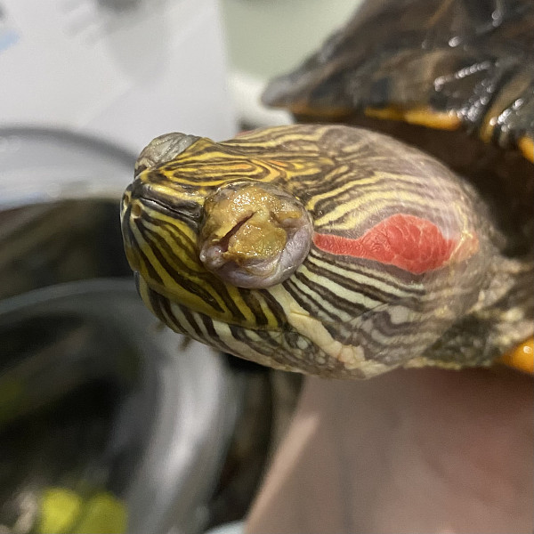 Закапывание в глаза черепахам