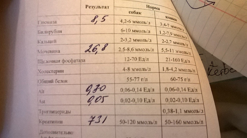 Щелочная фосфатаза повышена форум. Норма щелочной фосфатазы в крови. Норма щелочной фосфатазы ммоль. Щелочная фосфатаза (ЩФ). Показатели щелочной фосфатазы у детей.