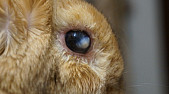 Ушиб у кролика глаза