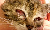 У кошки опух глаз что делать