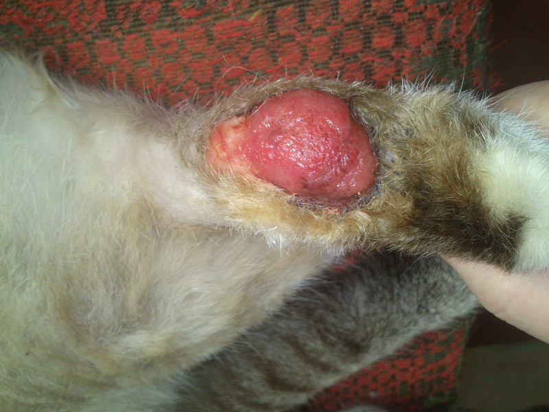 Как лечить гнойную рану у кота в домашних условиях?