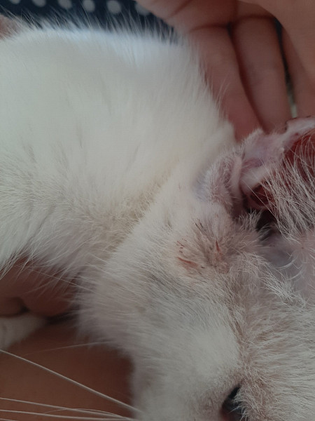 Ушной клещ у кошек – лечение, особенности и фото