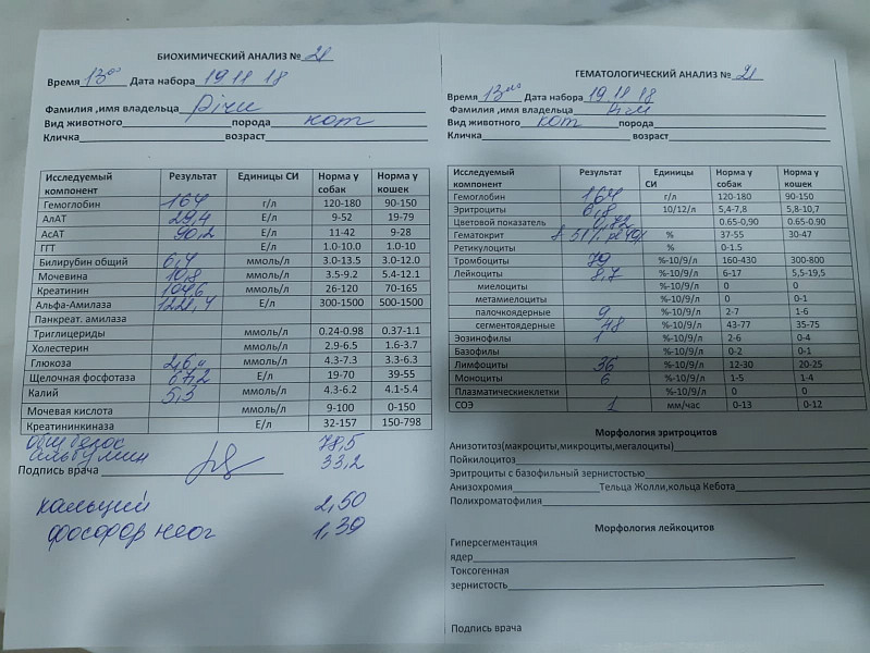 Общий анализ мочи месячные. БХ анализ крови. ОАК ОАМ БХ. Пойкилоцитоз в ОАК. Пойкилоцитоз в общем анализе крови у женщин.