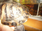 У красноухой черепахи отслаивается панцирь что делать на спине