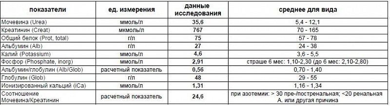 Мочевина креатинин у собаки повышен