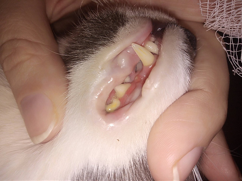 Удаление зубного камня у собак и кошек