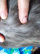 Сухие струпья на коже у кошек