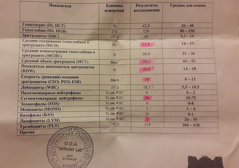 Анализ почки какие. Показатели крови у кота при почечной недостаточности. Анализы кошек при почечной недостаточности. Нормальный размер почек у кота. Почечная недостаточность у собак анализ крови.