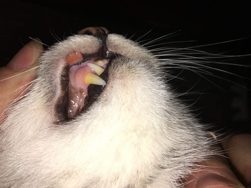 Болячка на нижней губе у кота
