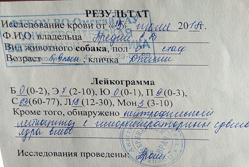 Гастродуоденит у собаки