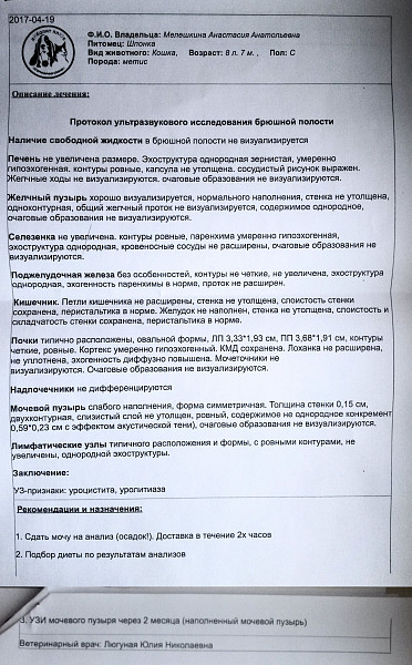 Узи брюшной полости бланк органов образец