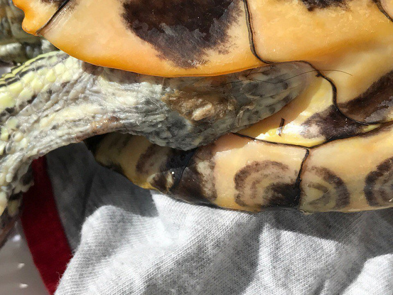Болезни красноухих черепах симптомы и лечение фото