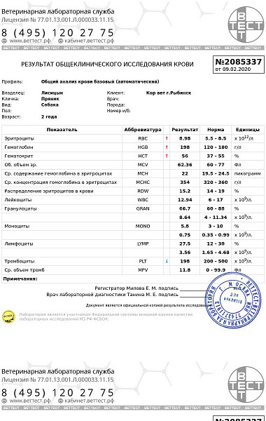 Почему собаку рвёт, рвота у собак, собаку рвет желчью или пеной желтого цвета | Ветклиника Феликс