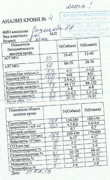 Картина мочи при цистите