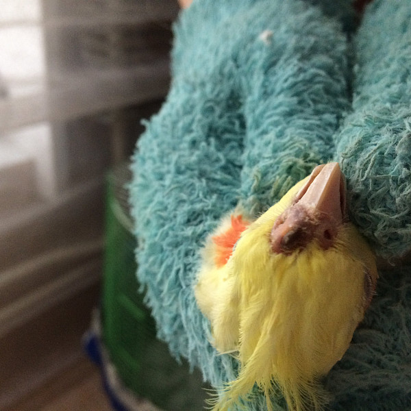 Причины появления наростов на клюве у волнистого попугая и лечение