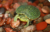 Чем кормить черепаху красноухую если она не ест