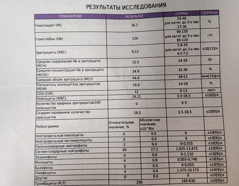 Анализы показывающие рак легких. Анализы на онкологию. Результаты анализов на онкологию. ОАК при онкологии легких.