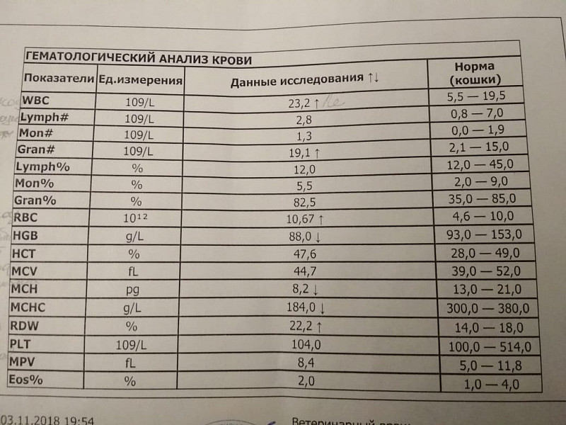 Жидковатый стул у котенка