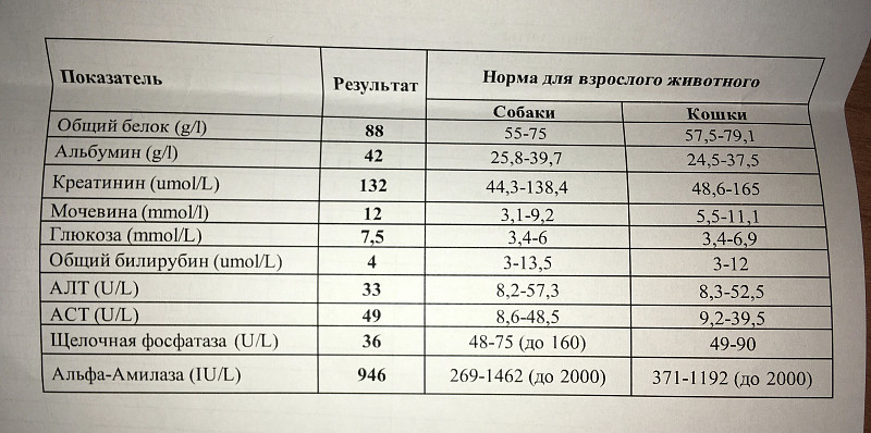 Прямой и непрямой билирубин: от чего повышается билирубин