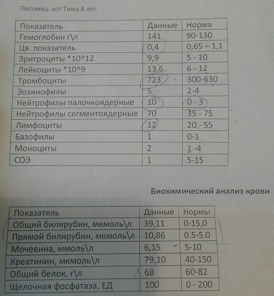 Фосфатаза повышена у кошки. Анализ крови гемоглобин норма. Гемоглобин у кота норма. Клинический анализ крови показатель гемоглобина норма. Гемоглобин 106 при беременности.