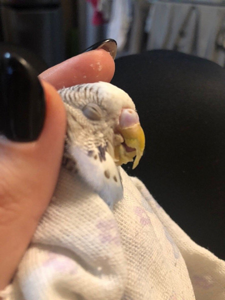 Самка кореллы вялая, хохлится, снесла одно яйцо неделю назад : Болезни попугаев