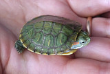 У красноухой черепахи отслаивается кожа прозрачная что это