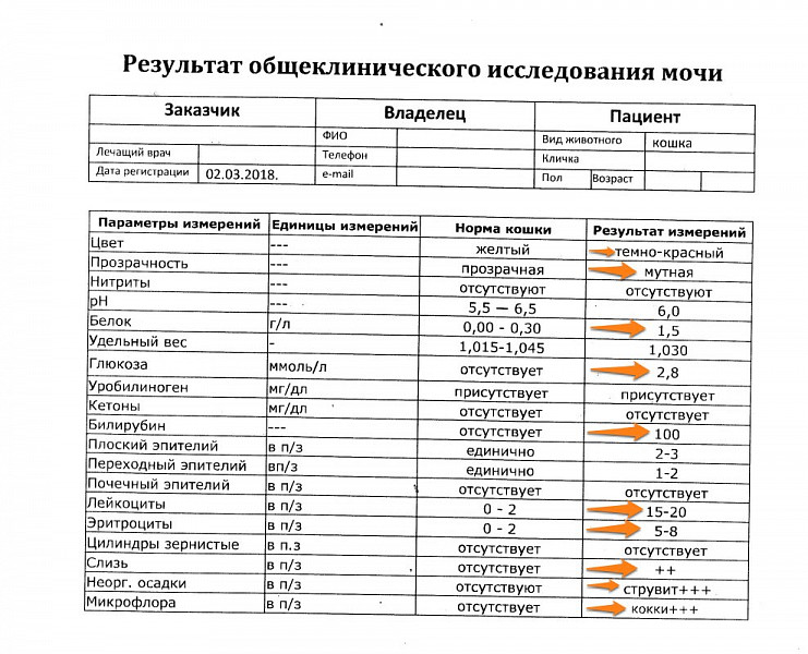 Отсутствует присутствует. Размеры печени у кота. Размер печени у кошки в норме. Схема терапии кошек печеночная.