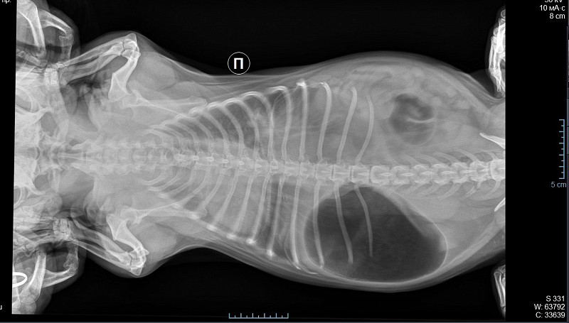 Желудок кота. Острое расширение желудка у собак рентген.