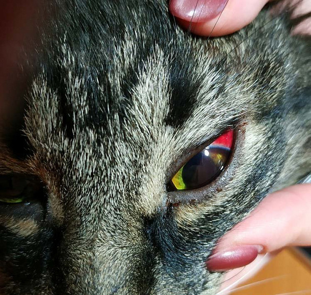 Глаукома у кошек: как быстро вылечить?