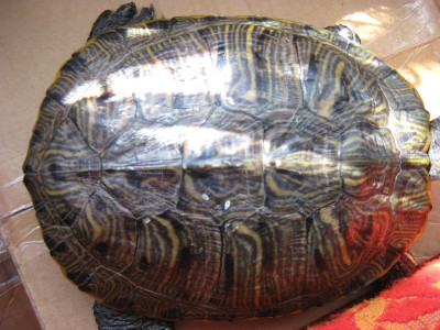Причины белого панциря у черепахи