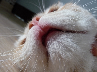 Опухла верхняя губа о кота