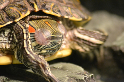 Черепаха не открывает опухшие глаза: болезни красноухой черепахи