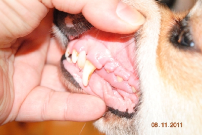 Воспаление десен у собак: причины, профилактика, лечение.