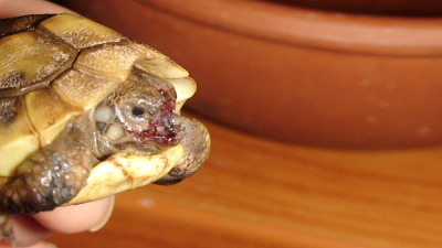 У сухопутной черепахи опухли веки и слезятся глаза, что делать?