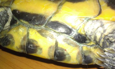 Мягкий панцирь у сухопутной черепахи, что делать?