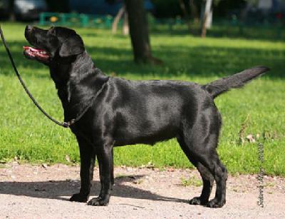 Black labradors with huge penis