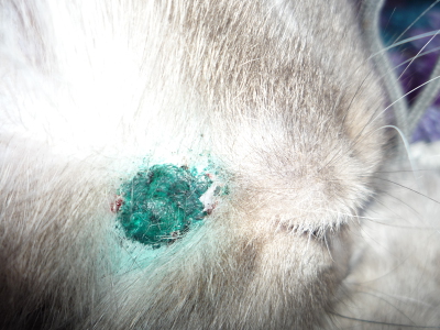 Авитаминоз у кошек: признаки, лечение (ТОП 9 средств)